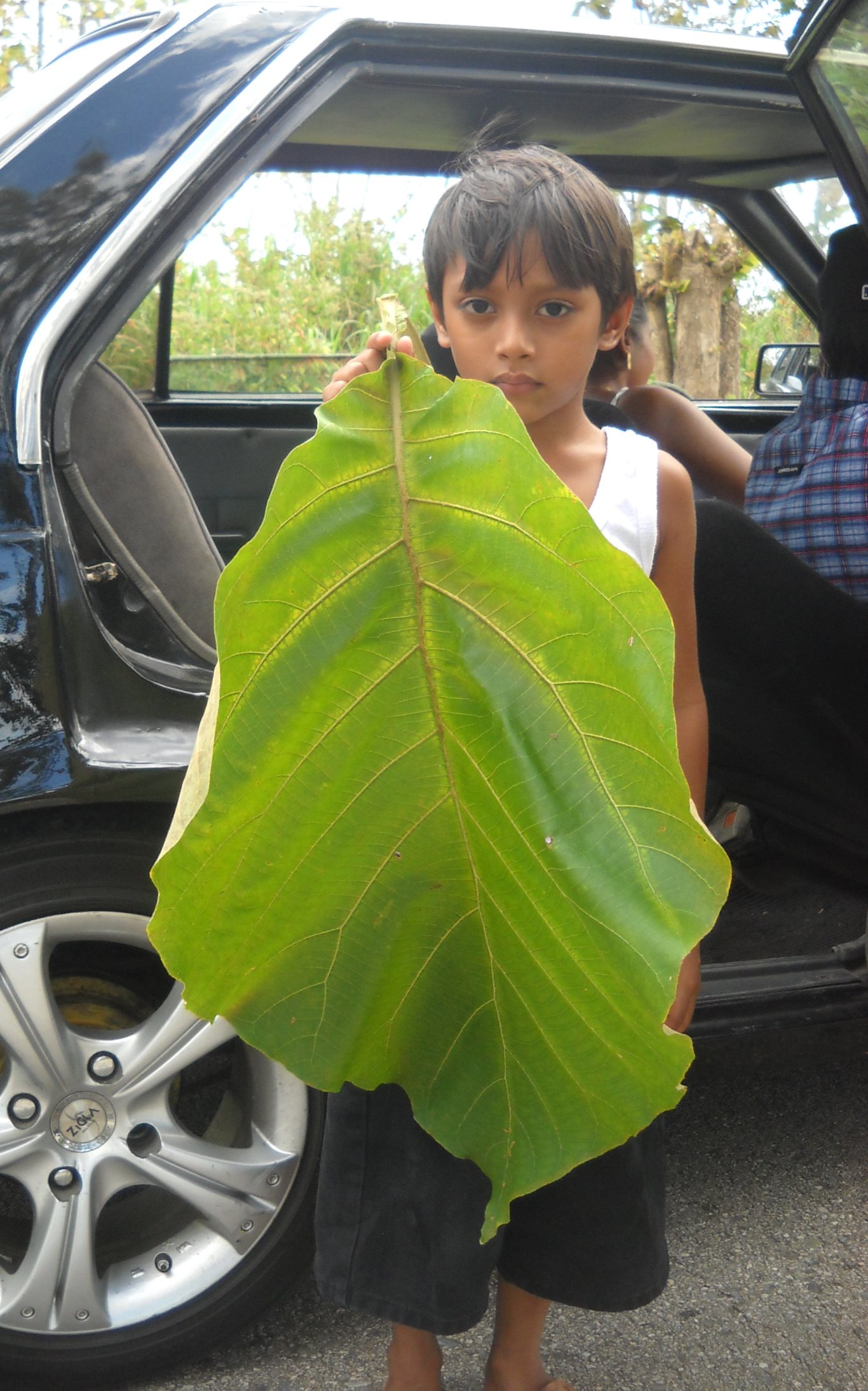 Zeb and Teak leaf